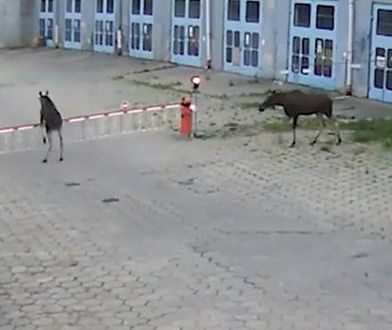 Łosie wybrały się na wycieczkę. Niecodzienny widok w Warszawie