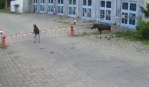 Łosie wybrały się na wycieczkę. Niecodzienny widok w Warszawie