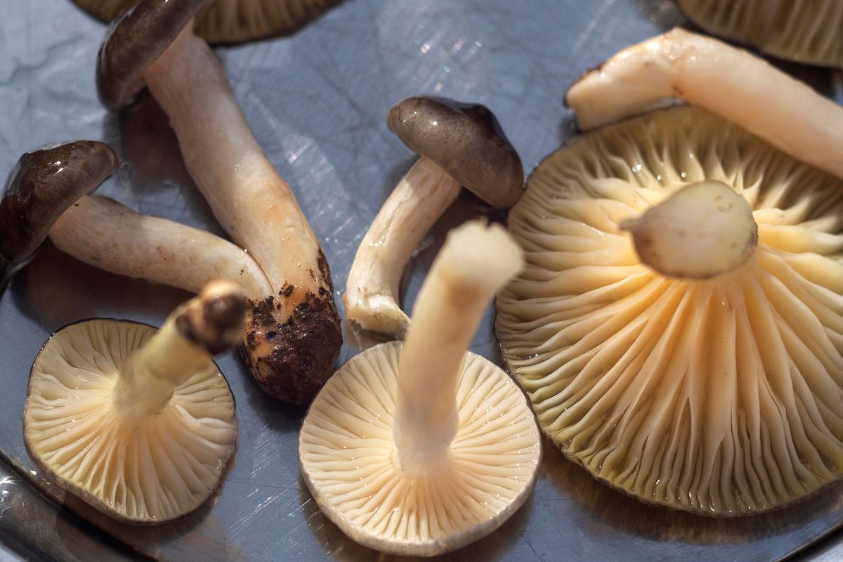 Wodnicha późna, czyli "brzydkie kaczątko" polskich lasów