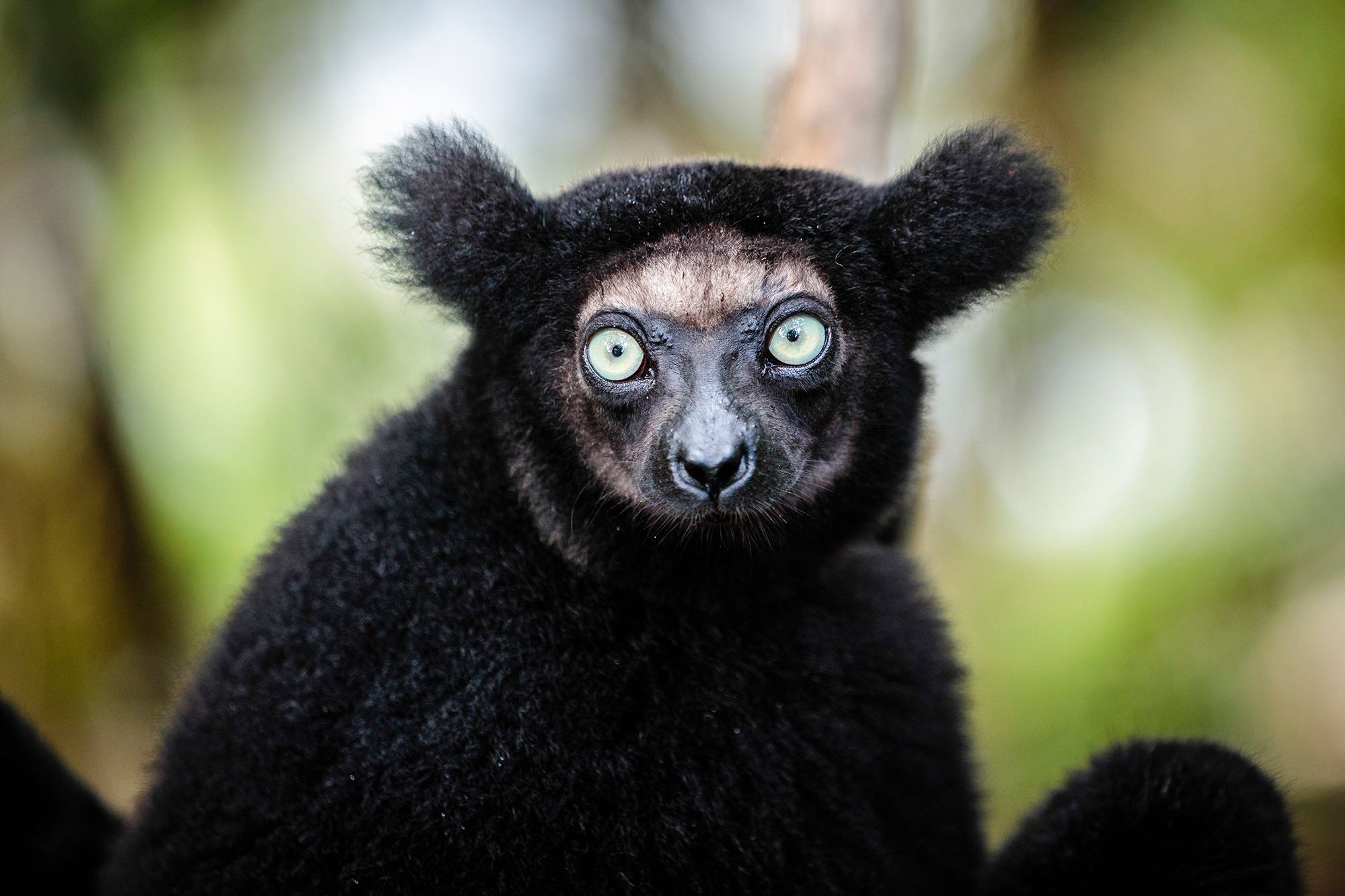 Potrzebujesz pomocnej dłoni? Lemur juz na ciebie czeka 3