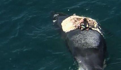 Turysta chciał posurfować na ciele martwego wieloryba