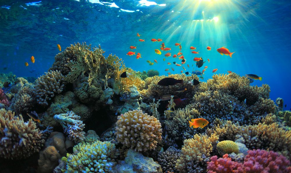 Odkryto nieznaną dotąd rafę koralową. Naukowcy byli zdumieni tym, gdzie ją znaleźli