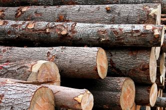 Z połamanym drewnem lasy są... w lesie. Lasy Państwowe obniżą ceny?
