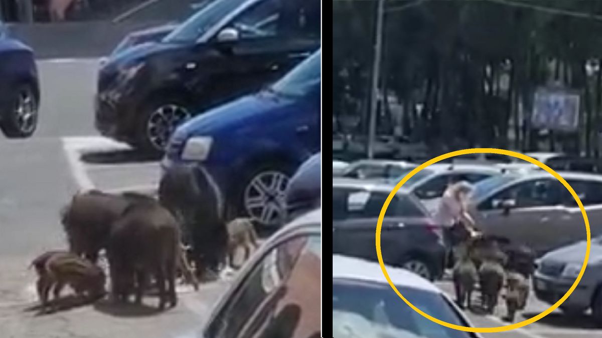 Dziki zaatakowały kobietę