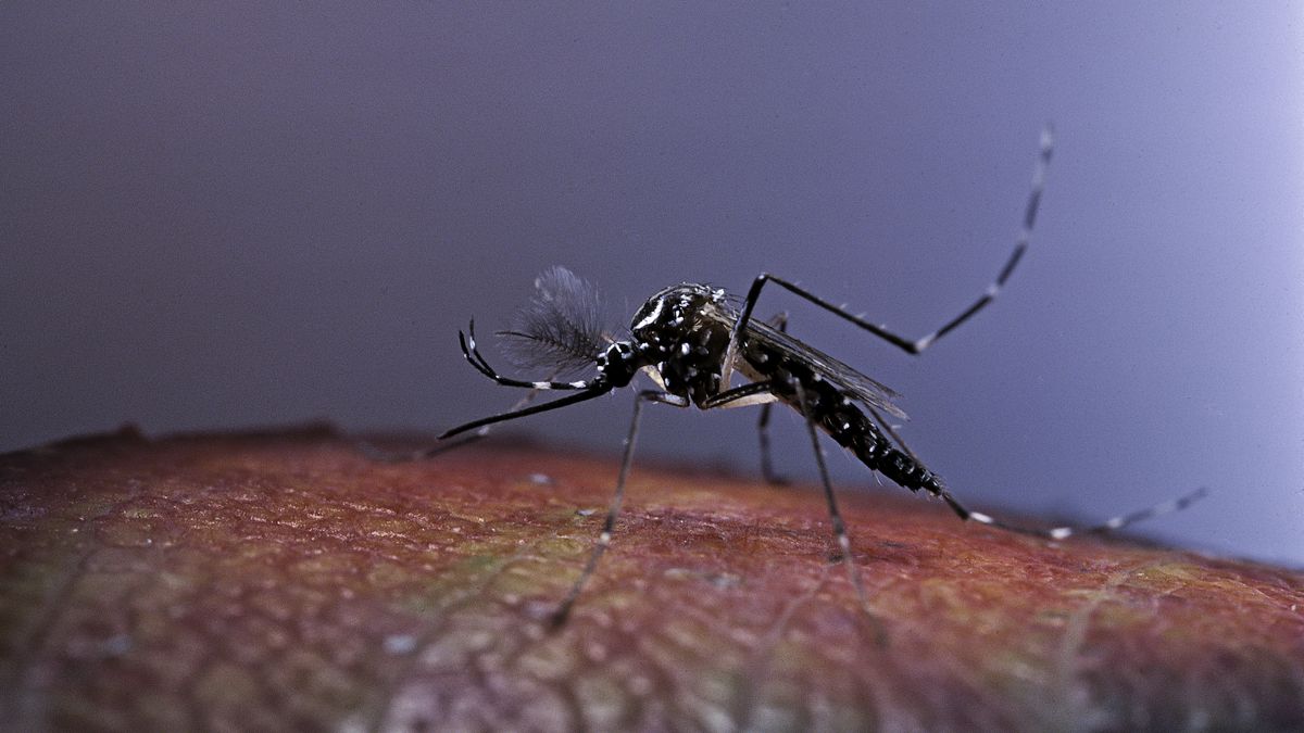 Komar egipski (aedes aegypti)