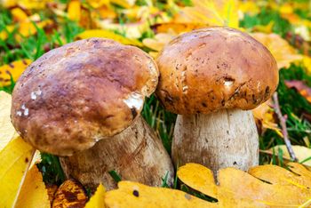 Grzybobranie pod własnym domem. Jak zaszczepić grzybnię i zbierać prawdziwe borowiki?