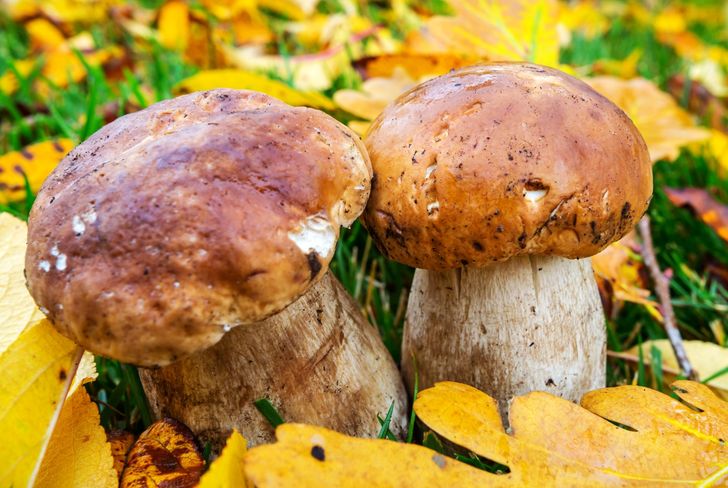 Grzybobranie pod własnym domem. Jak zaszczepić grzybnię i zbierać prawdziwe borowiki?