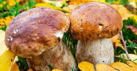 Grzybobranie pod własnym domem. Jak zaszczepić grzybnię i zbierać prawdziwe borowiki?