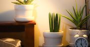 Postaw tę roślinę w sypialni. Efekty potwierdza nawet NASA