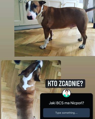 Krzysztof Ibisz i Joanna Kudzbalska pokazali metamorfozę psa