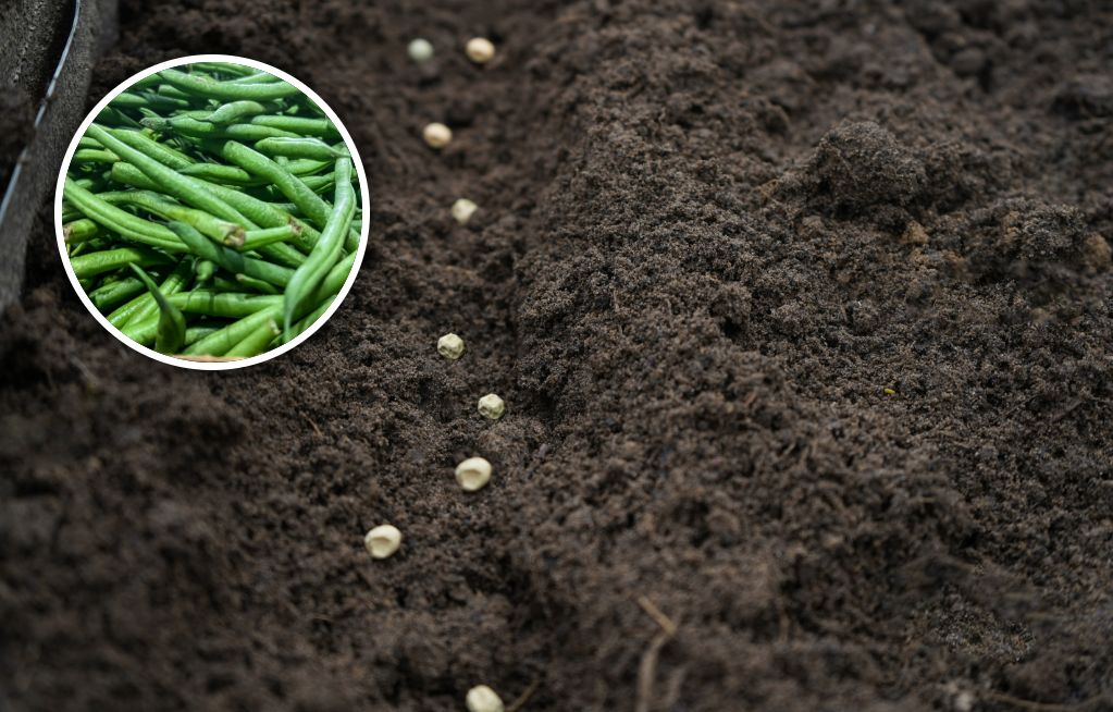 Erfolgreiche Ernte: So gelingen Buschbohnen im heimischen Garten