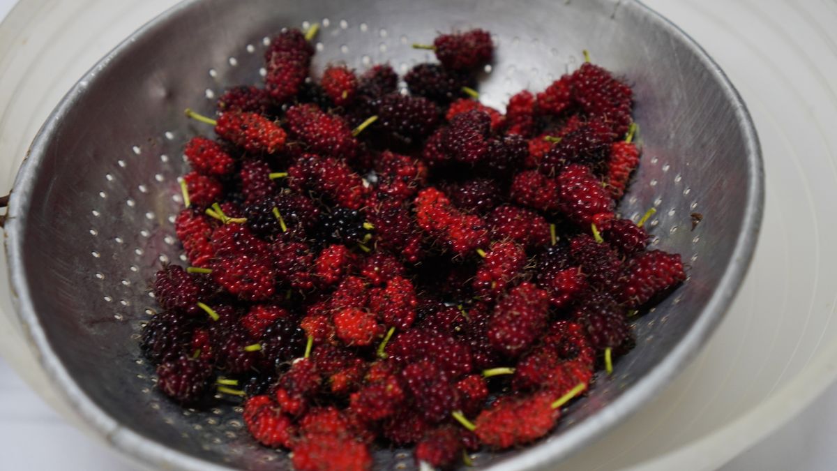 Mulberry fruit colander
Mulberry fruit colander
Penpak Ngamsathain