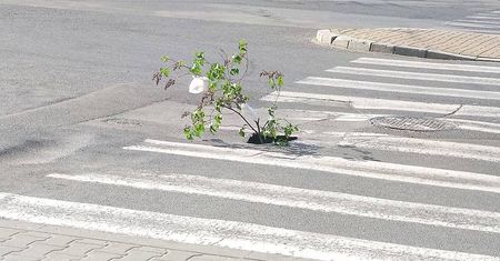 Ktoś miał dosyć dziury na przejściu dla pieszych. Zasadził w niej drzewko