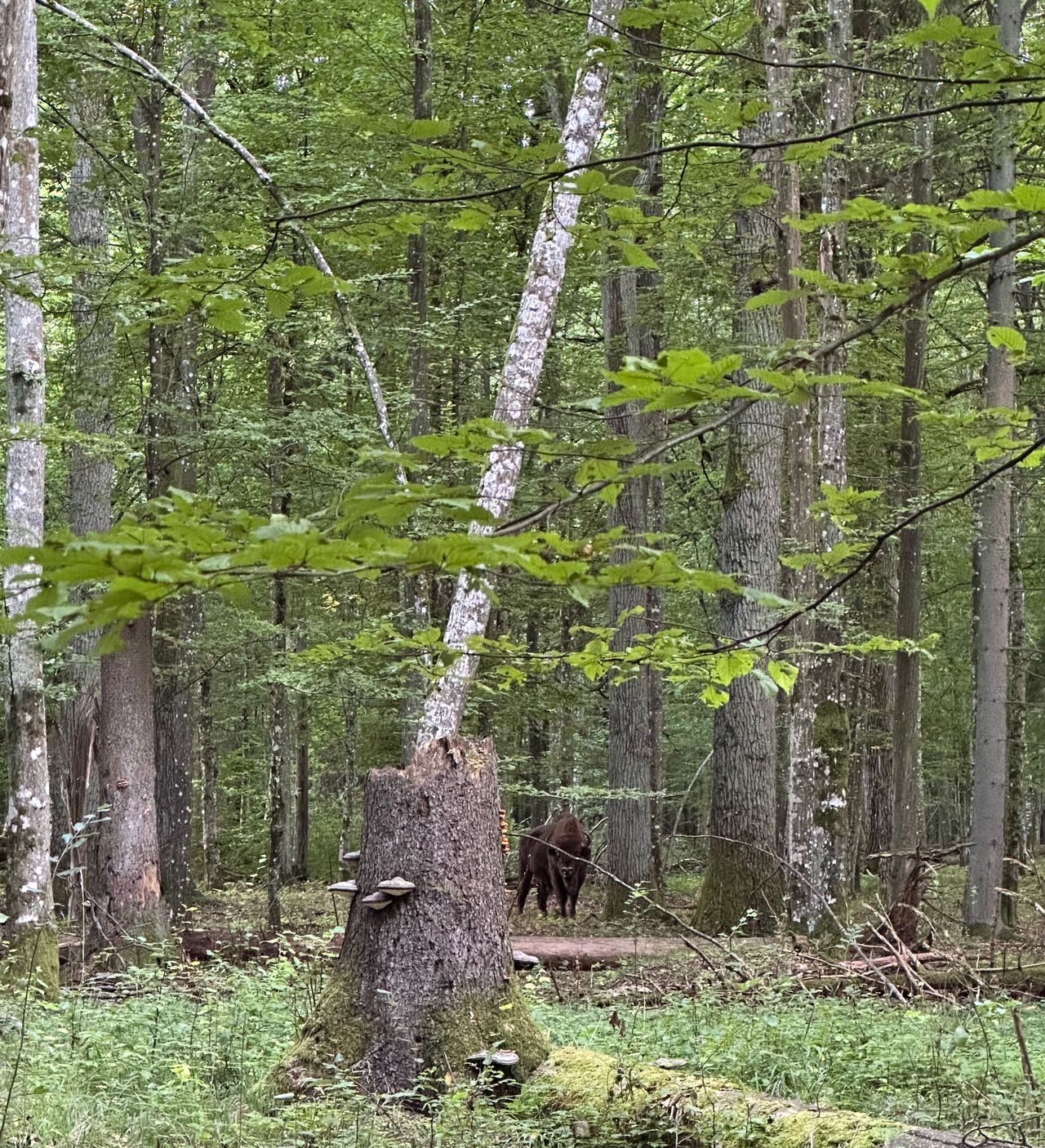 Spacerując po Puszczy Białowieskiej, można się natknąć na żubry.