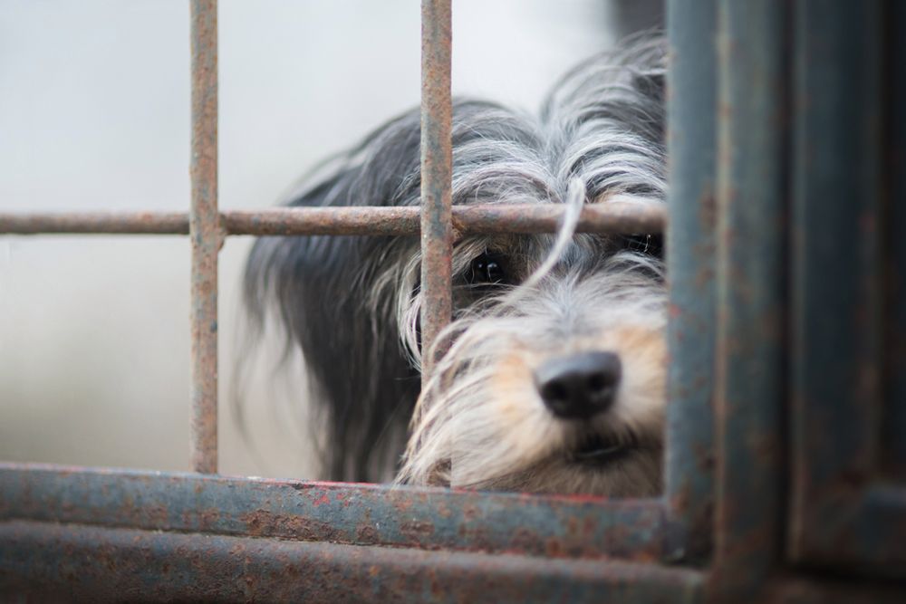 Najlepszy przyjaciel człowieka widziany oczami Izy Łysoń 11