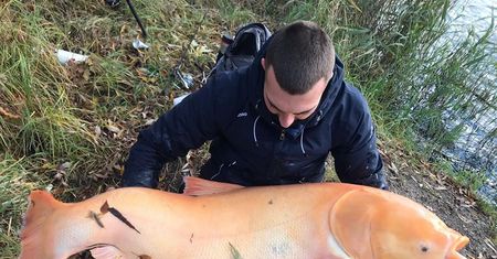 Ryba gigant. Zaskakujący połów na jeziorze w Januszkowicach