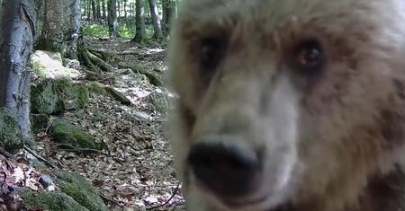 Niedźwiedź podszedł do fotopułapki. Zaskakująca reakcja
