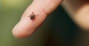 Kleszcze znów są aktywne. Ministerstwo Zdrowia ostrzega