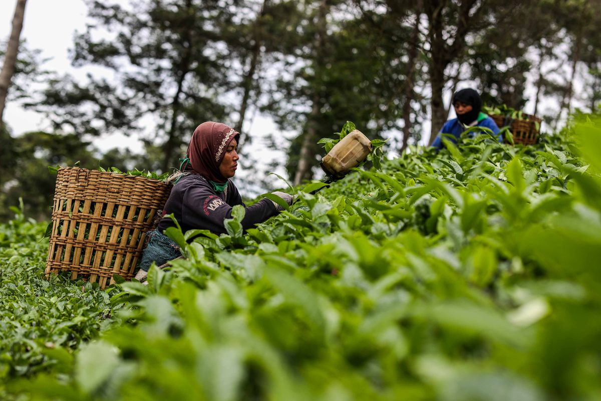 Kenijscy zbieracze herbaty skarżą brytyjską firmę. Praca ponad siły na plantacji herbaty zabrała im zdrowie  