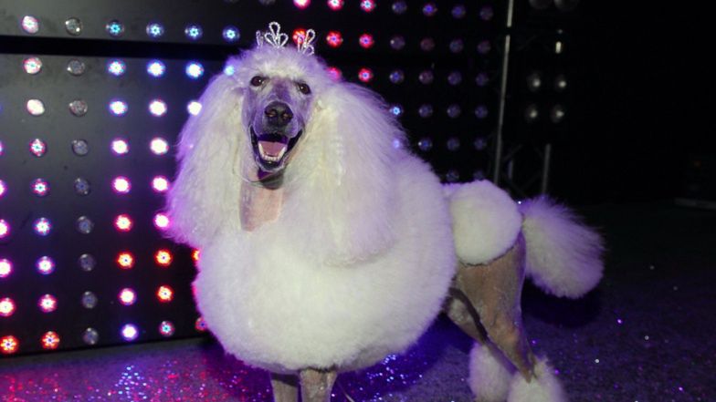 Pudelek nominowany w plebiscycie "Serce dla "Zwierząt"