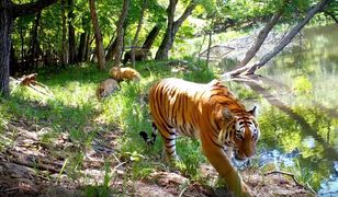 Sensacyjne nagranie. Cztery amurskie tygrysy przyłapane u wodopoju