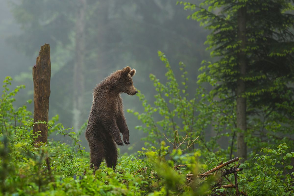 Niedźwiedzia można spotkać nie tylko w Tatrach