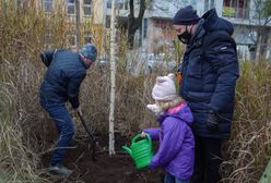 Wrocław. Drzewo pamięci Henryka Wujca. "Pozostanie z nami na zawsze"