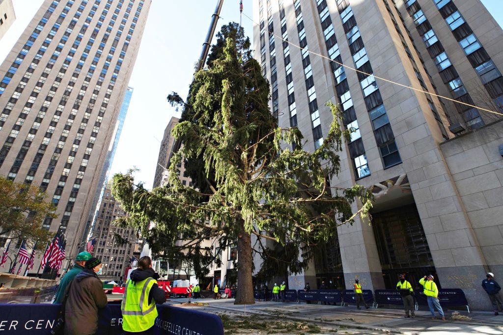 Tegoroczna choinka stanęła przed Rockefeller Center 14 listopada