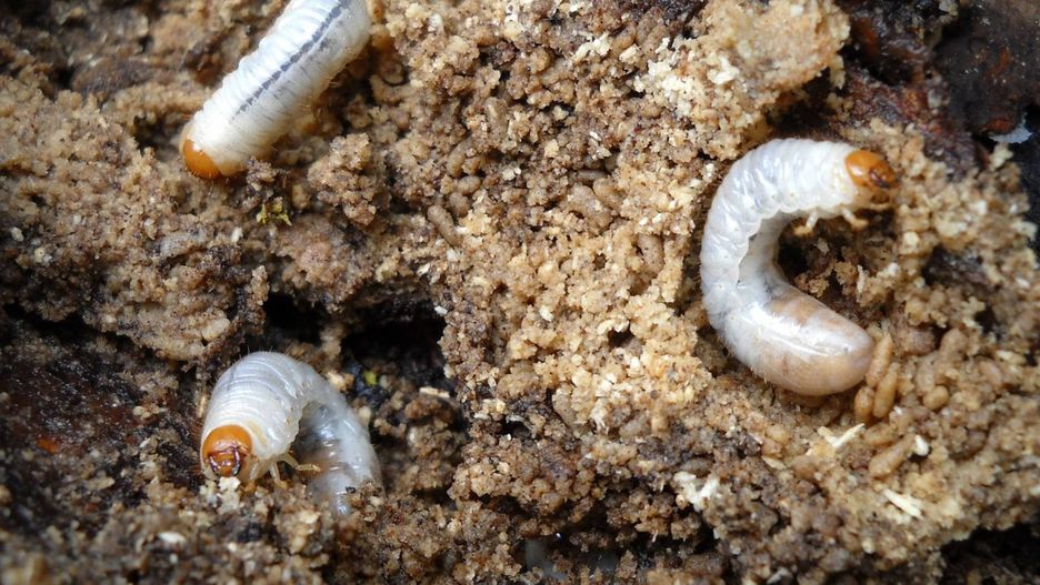 Domowy sposób na pędraki w ogrodzie 