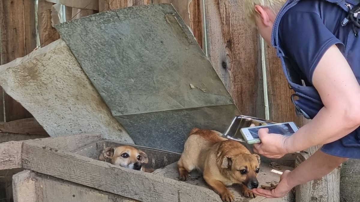 Psy hodowane na smalec? Horror w Małopolsce