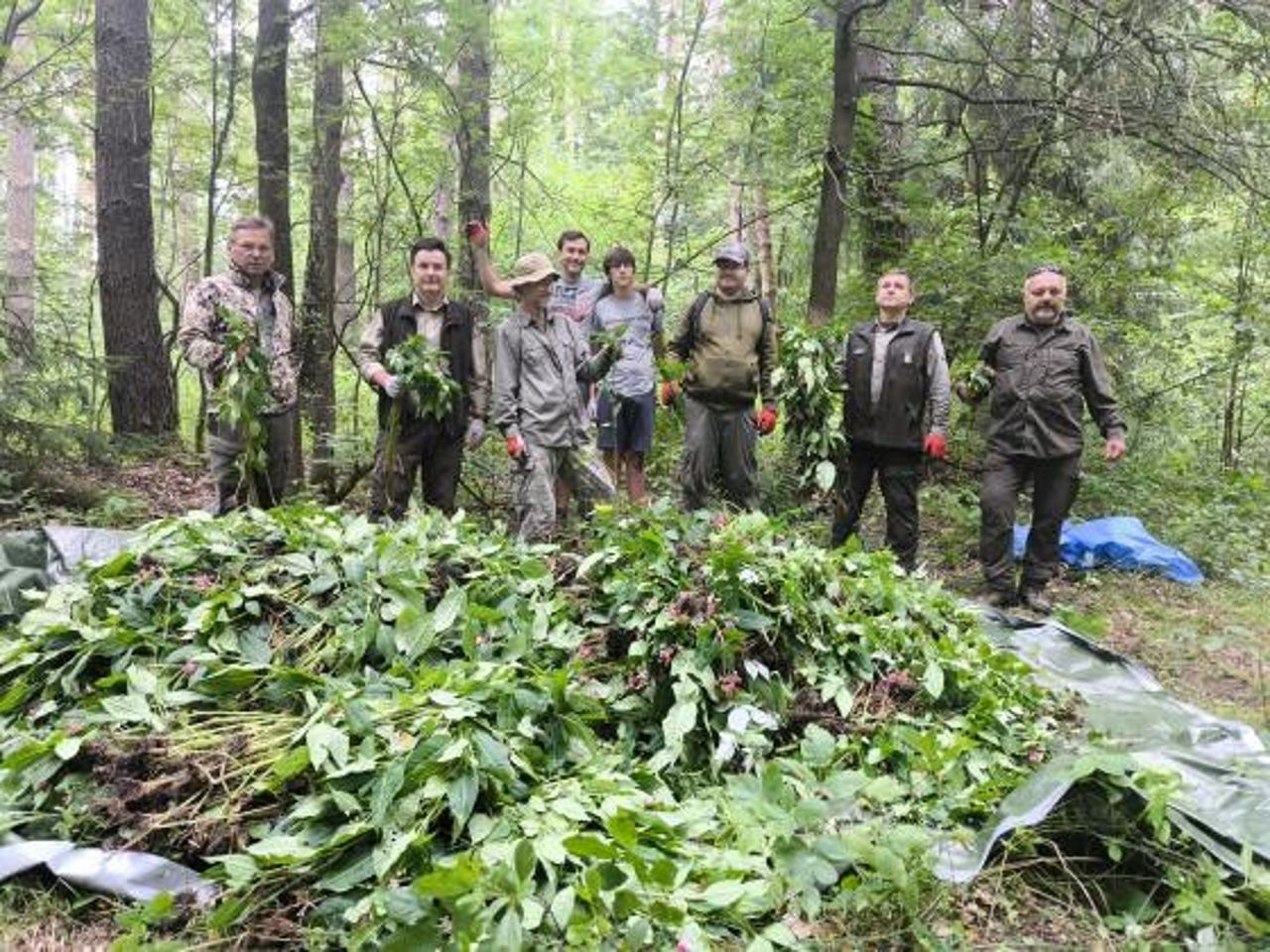 Mieszkańcy Olsztyna zebrali się w lesie. Walczyli z inwazyjnym gatunkiem