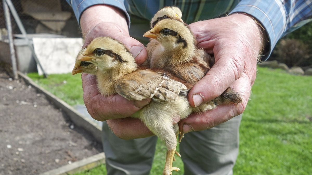 23 tys. kurcząt spłonęło w pożarze kurnika.