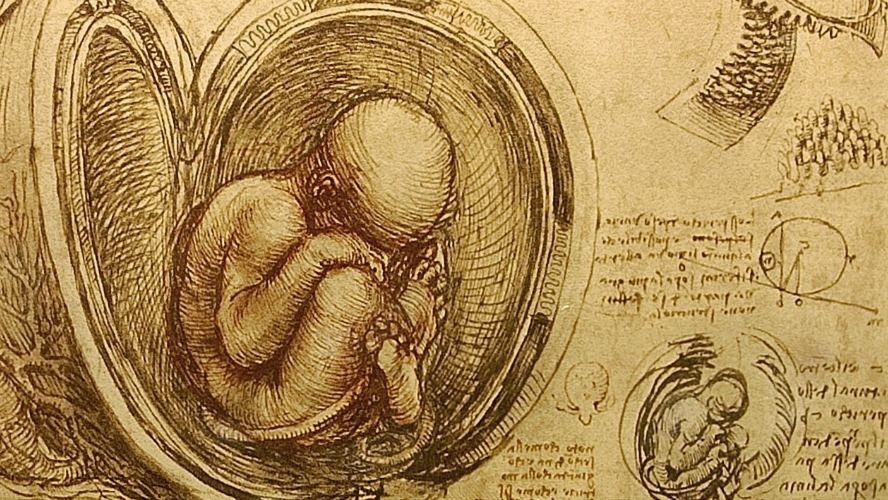 Studium embrionów autorstwa Leonarda da Vinci, ok. 1510-1513 r.