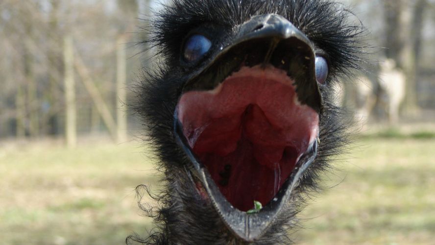 Emu (Dromaius novaehollandiae)
