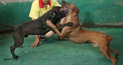 Walki psów (sport zakazany)