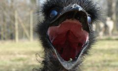 Great Emu War - australijska wojna z emu