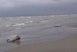 Rosjanie mają problem. Morze wyrzuciło prawie 2 tys. martwych fok