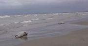 Rosjanie mają problem. Morze wyrzuciło prawie 2 tys. martwych fok