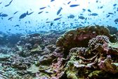 Niesamowite rafy koralowe