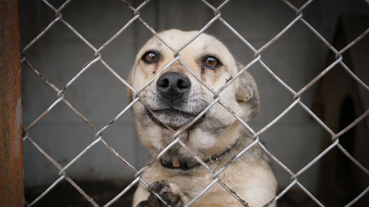 Pies w schronisku dla zwierząt.