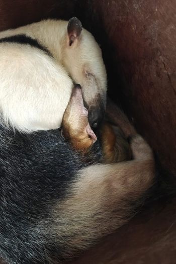 Narodziny nowego mieszkańca w Zoo Poznań! Co to za maluch?