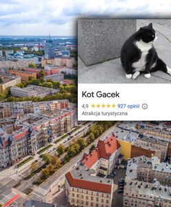 Kot Gacek to żywa atrakcja Szczecina. "Warto było jechać trzy godziny"