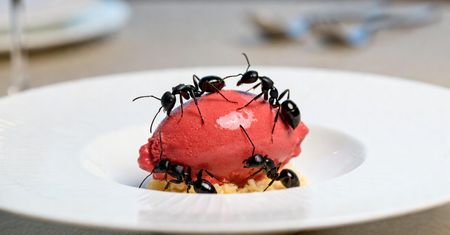 Szok w Seulu! Gwiazdkowa restauracja serwowała mrówki na sorbecie. Restauratorowi grozi rok za kratkami