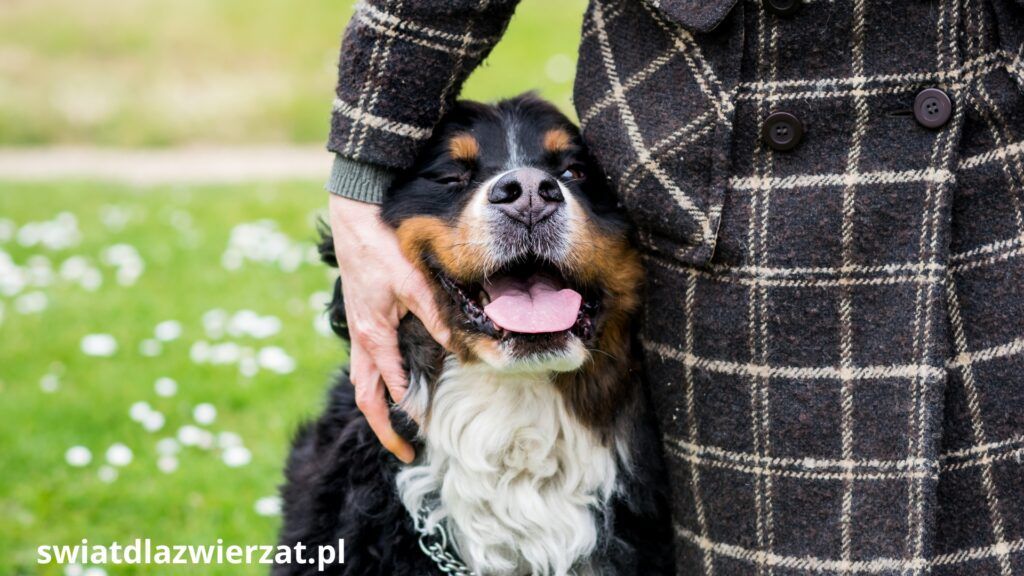 berneńczyk pies rodzinny