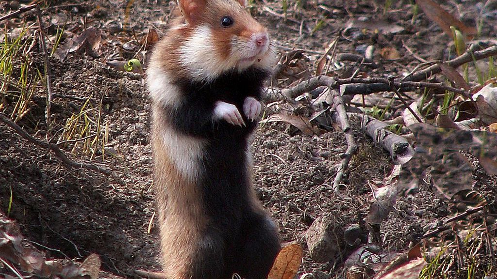 Chomik europejski ma się dobrze w Lublinie