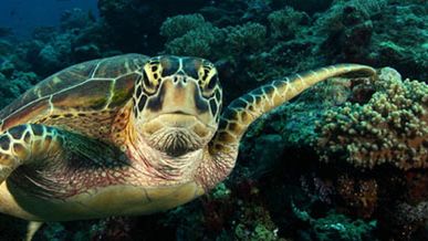 Jak zwiedzać podwodny świat zza obiektywu? 1