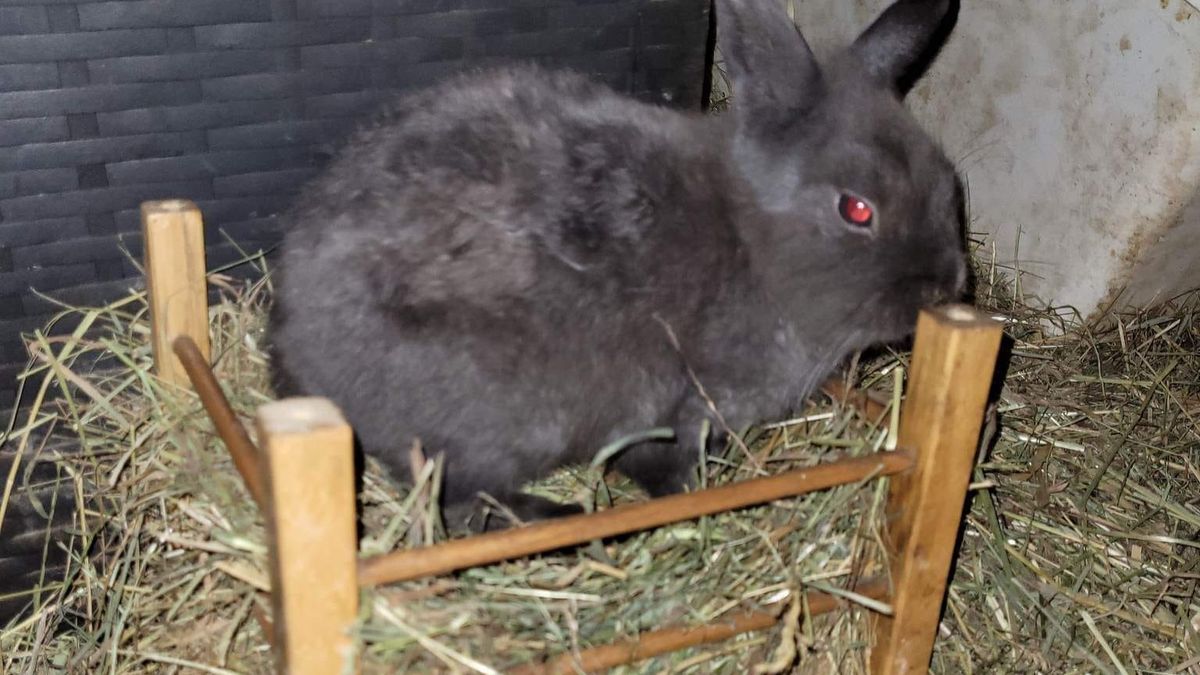 Przedstawicielki KTOZ były zszokowane tym, co zastały w mieszkaniu