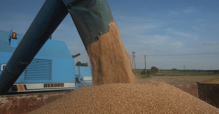 Wyższe cła na import zbóż z Rosji i Białorusi. Ruch Komisji Europejskiej