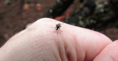 Rakietą w owady! Packa na zawsze rozwiąże problem z komarami