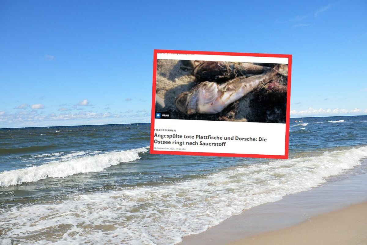 Bałtyk dusi się bez tlenu. Przerażający widok na niemieckich plażach